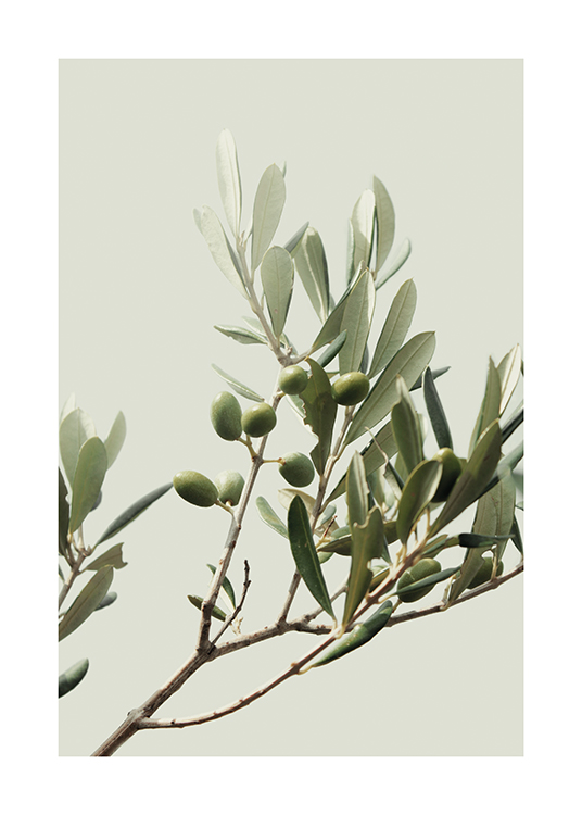  – Fotografie von grünen Oliven auf einem Olivenzweig mit grünen Blättern