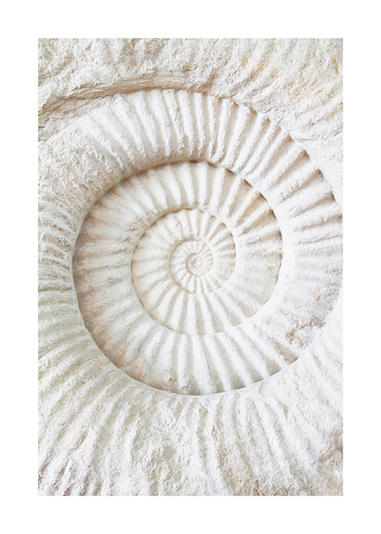  – Fotografie eines Ammonitenfossils in Weiß mit einer geriffelten Struktur