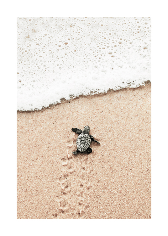  – Fotografie eines kleinen Schildkrötenbabys am Strand auf dem Weg ins Meer