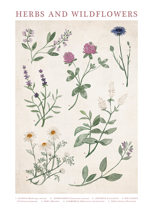  – Vintage-Aquarell-Illustration mit Wildblumen und Kräutern auf einem hellbeigen Hintergrund