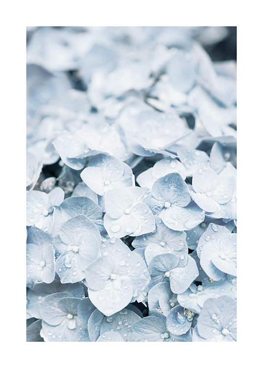 – Fotografie mit der Nahaufnahme einer Hortensie in Hellblau mit Wassertröpfchen auf den Blättern