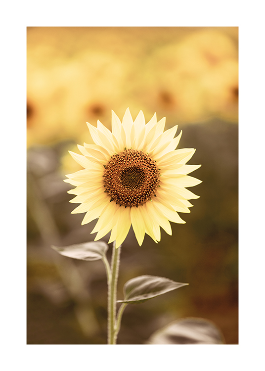  – Fotografie einer einzelnen Sonnenblume mit einem verschwommenen Sonnenblumenfeld im Hintergrund