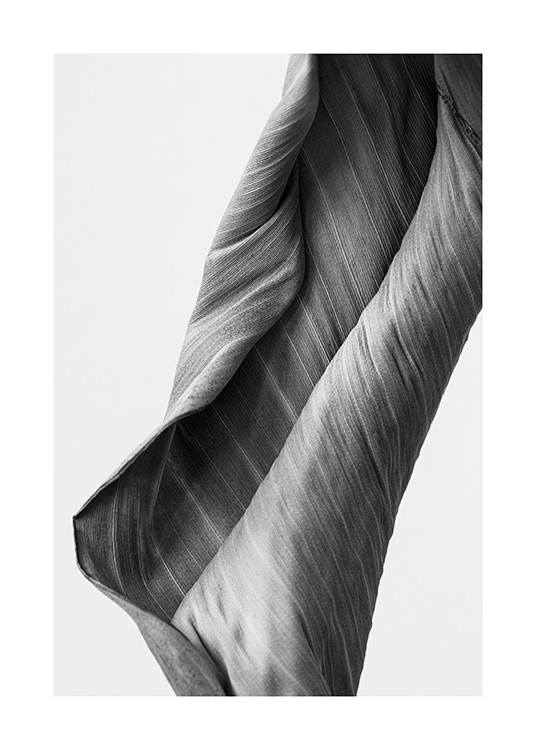  – Schwarz-weiß-Fotografie eines geschwungenen Blattes mit Streifen