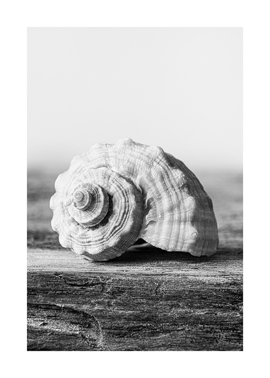  – Schwarz-weiß-Fotografie einer Muschel, die auf einem Stück Holz liegt