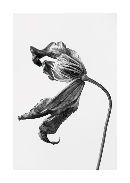  – Schwarz-weiß-Fotografie einer zerknitterten Blume von der Seite auf einem hellgrauen Hintergrund