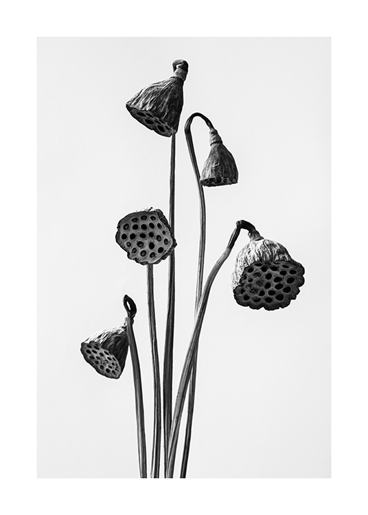  – Schwarz-weiß-Fotografie, die getrocknete Lotusblumen auf hellgrauem Hintergrund zeigt