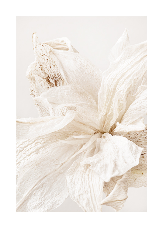  – Fotografie mit der Nahaufnahme einer hellen, zerknitterten Blume mit beigen Flecken auf den Blütenblättern