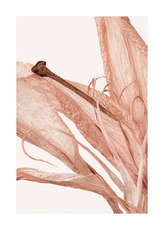  – Fotografie einer Blume mit rosa zerknitterten Blättern vor hellem Hintergrund