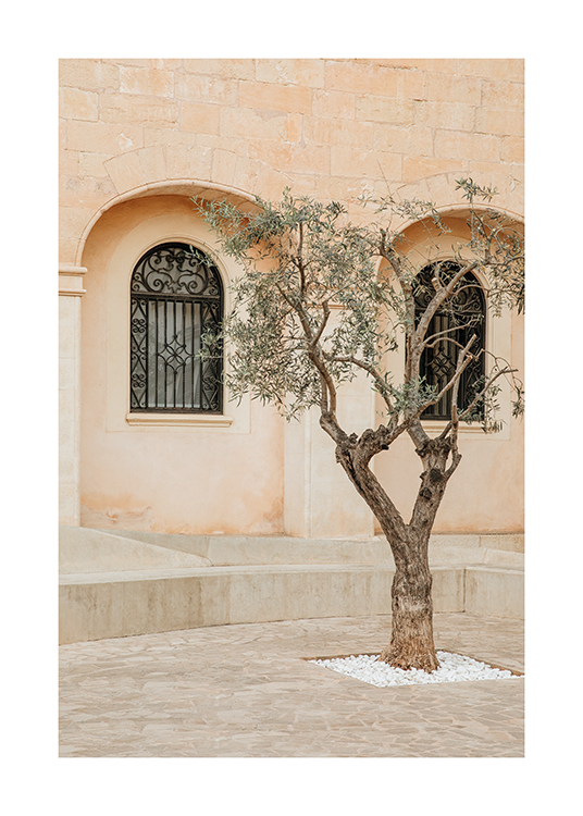  – Bild eines Olivenbaums an einer Straße auf Mallorca, Spanien