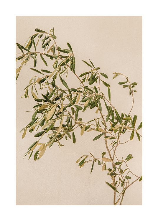  – Bild eines Olivenzweigs vor einem beigefarbenen Hintergrund