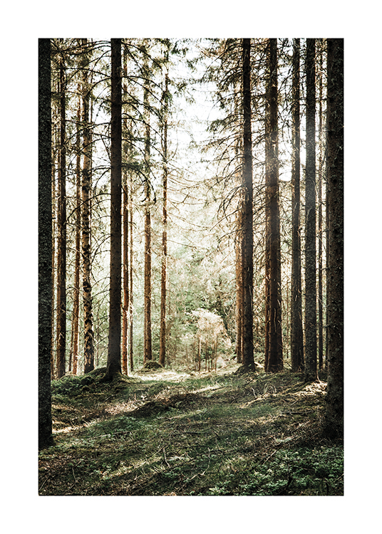  – Fotografie eines Waldes mit Pinien und Sonne, die aus dem Hintergrund durch die Bäume scheint