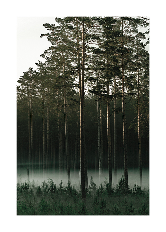  – Fotografie eines Pinienwaldes mit Nebel zwischen den Bäumen