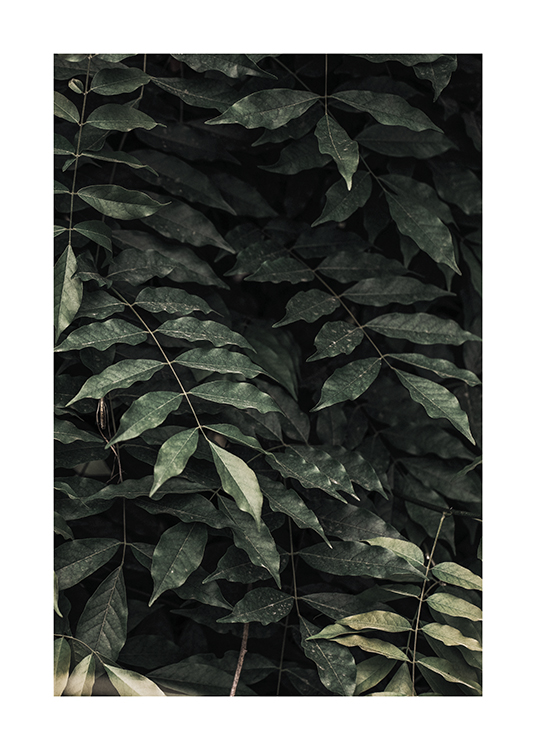  – Fotografie eines Bündels von Blättern in dunkelgrün