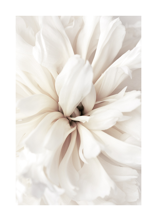  – Nahaufnahme einer Blume mit weißen Blütenblättern