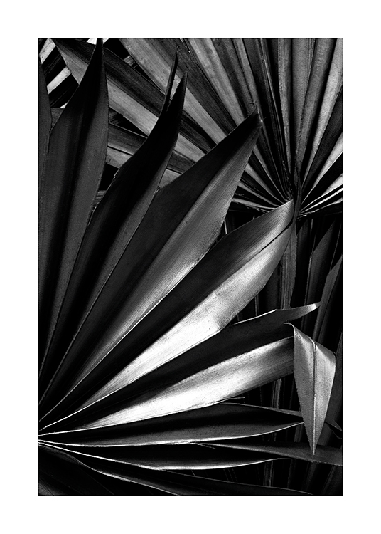 - Schwarz-weiß-Fotografie von glänzenden, gefächerten Palmblättern