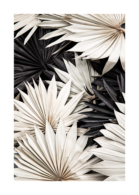  – Fotografie von schwarz-weißen gefächerten Palmblättern, die übereinander liegen