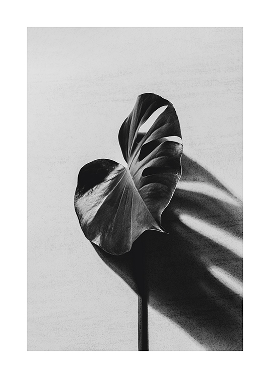  – Schwarz-Weiß-Fotografie eines Monstera-Blattes, das einen Schatten auf einem Betonhintergrund wirft