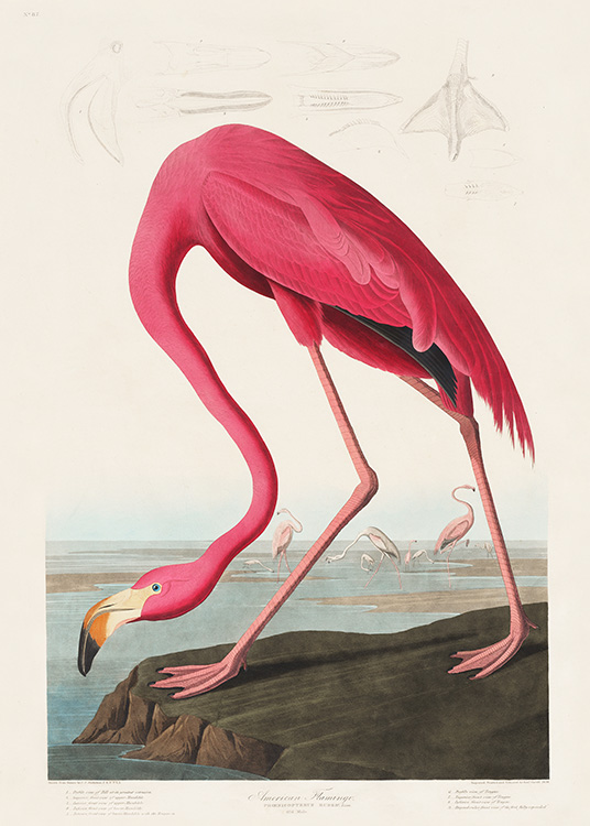  – Illustration eines großen, rosa Flamingos auf einer Klippe mit hellbeigem Hintergrund