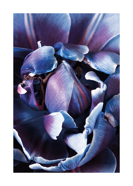  – Fotografie mit Nahaufnahme einer lila und blauen Blume