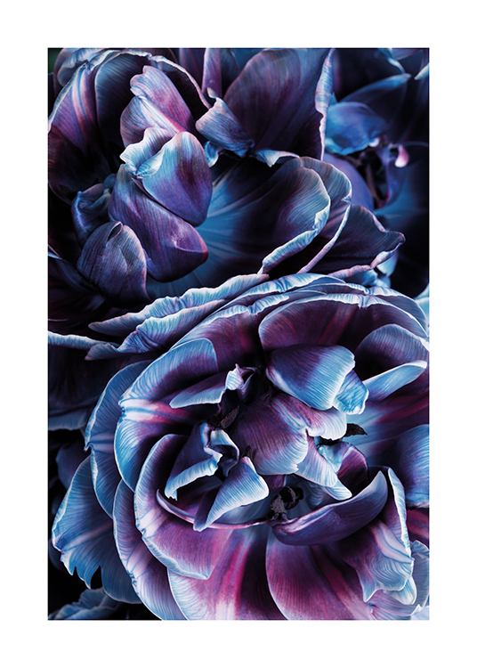  – Fotografie von Blumen mit Blütenblättern, die in Lila und Blau changieren