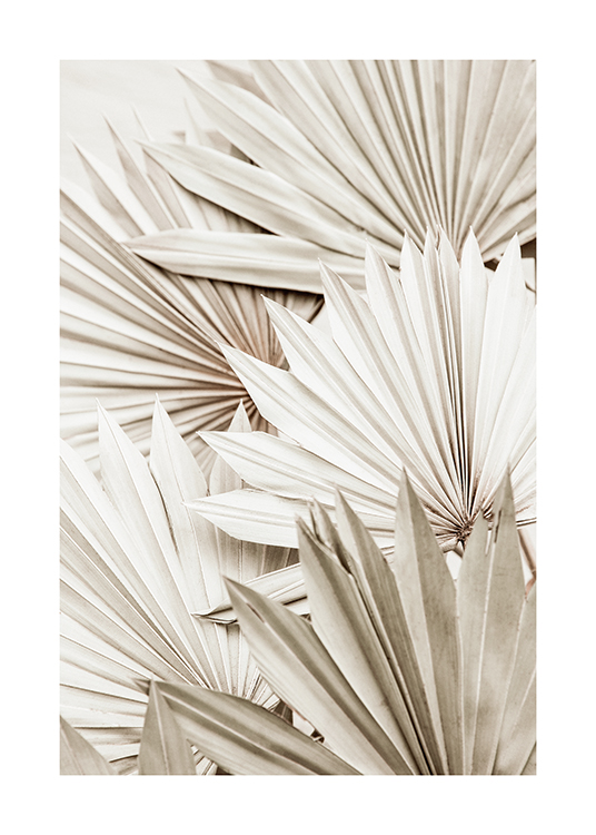  – Fotografie von gefächerten Palmblättern in Weiß und Grau, die durcheinander liegen