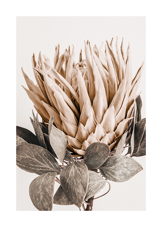  – Fotografie einer Protea mit beigen Blüten und grau-grünen Blättern vor einem helleren Hintergrund