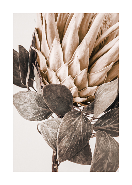  – Nahaufnahme einer beigen Protea mit grau-grünen Blättern vor einem hellen Hintergrund