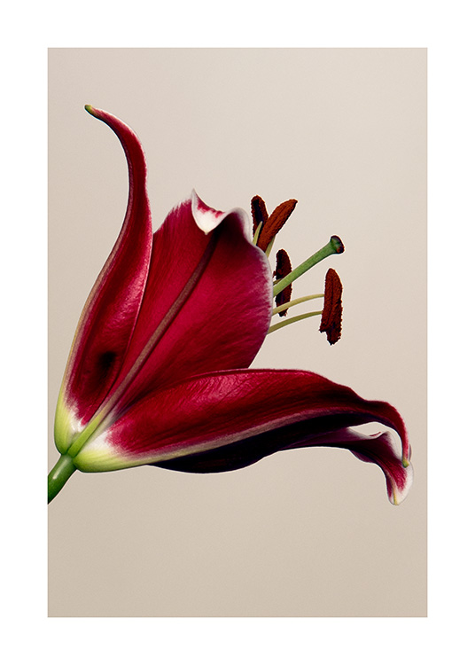  – Fotografie einer Lilienblüte mit roten Blütenblättern und grünen Details vor beigefarbenem Hintergrund