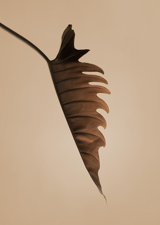  – Fotografie eines braunen Blattes mit gefiederten Blatträndern in Seitenansicht vor beigefarbenem Hintergrund
