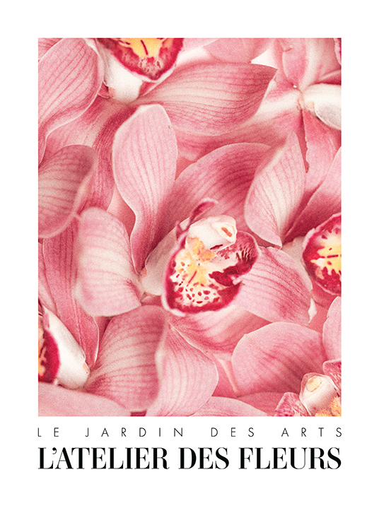– Fotografie mit der Nahaufnahme von rosa Blüten mit gestreiften Blütenblättern und gelber Mitte