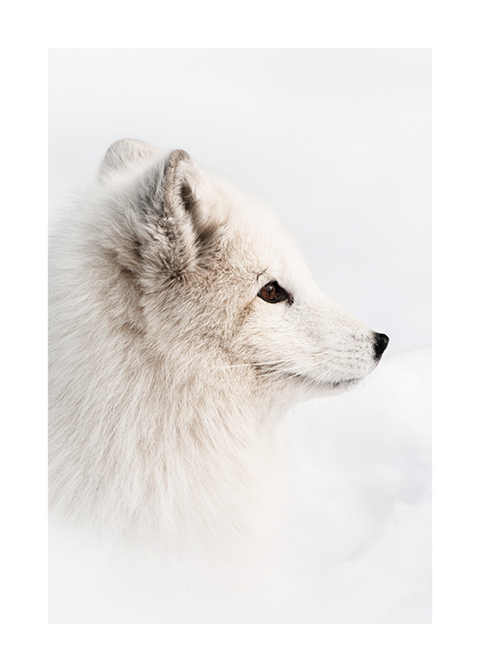 – Winterliche Fotografie eines Fuchsjungen im Schnee