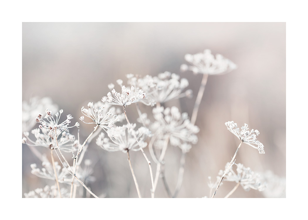 – Botanik-Fotografie einer gefrorenen Blume auf der Wiese