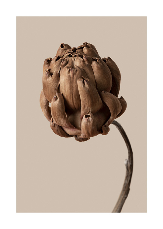 – Botanik-Fotografie einer braunen Blume mit braunbeigem Hintergrund