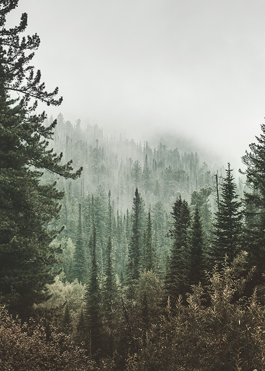 – Poster, das tief in den Wald führt. An den Baumkronen ist Nebel zu erahnen.
