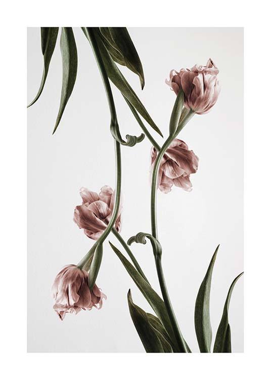 Pink Tulipe No2 Poster / Fotografien bei Desenio AB (2120)