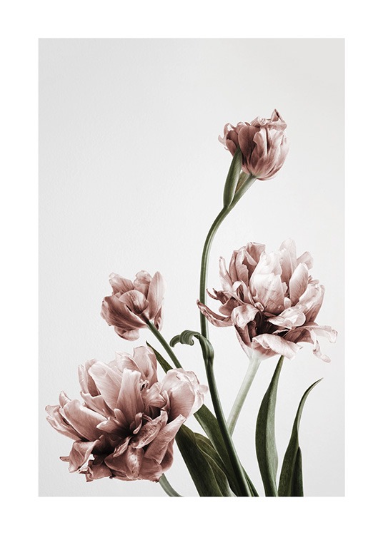  – Fotografie von einigen Tulpen in voller Blüte vor einem grauen Hintergrund