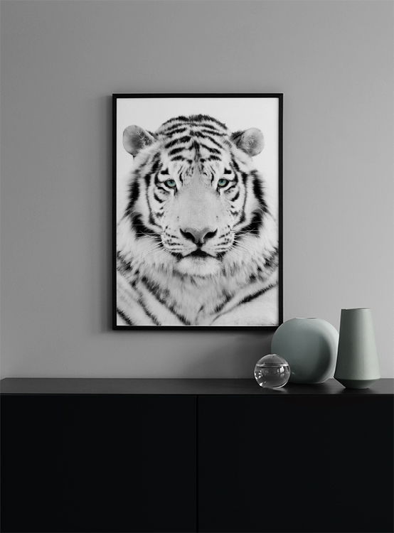 White Tiger Poster Weisser Tiger Desenio De