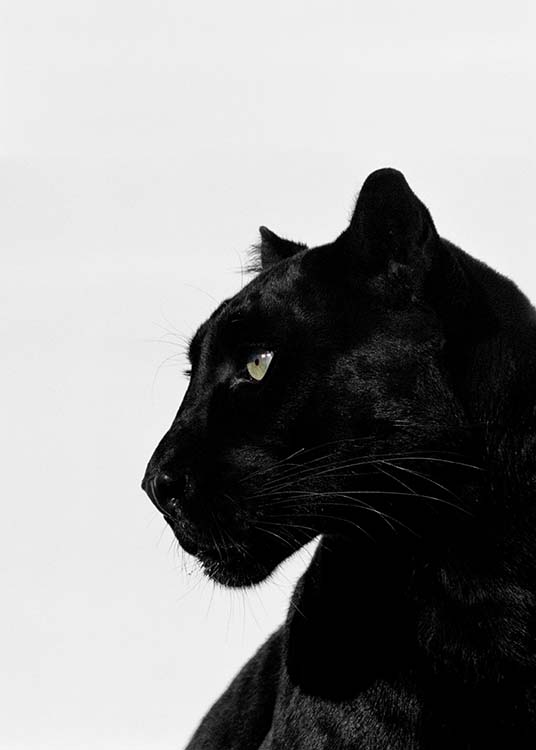 Black Panther Poster / Fotografien bei Desenio AB (2273)