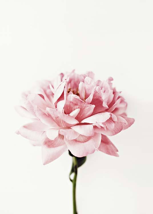  - Stilvolles Fotoposter mit dem Motiv einer pinken Blüte der Pfingstrose.