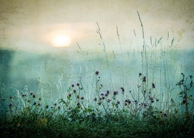  – Naturposter mit einer Blumenwiese, hinter der die Sonne aufgeht