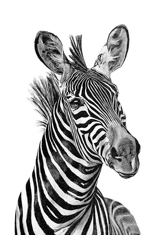  - Schönes Tierposter mit einem eleganten Zebra in schwarzweiß auf weißem Hintergrund.