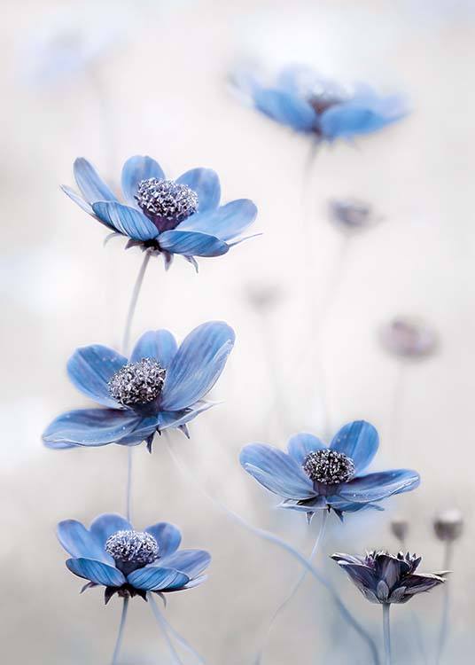  - Schönes Pflanzenposter mit blauen Blumenblüten.By: Mandy Disher