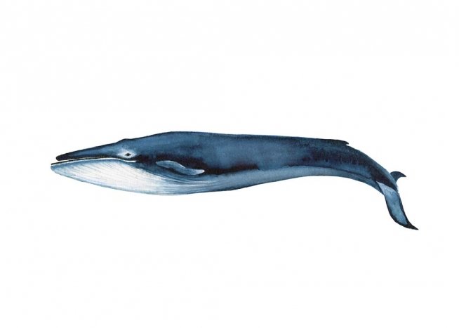  - Schlichtes Tierposter mit einer Zeichnung eines Blauwals auf weißem Hintergrund.