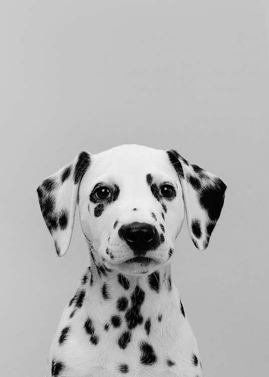  - Tierposter mit einem jungen Dalmatiner Hund im Portrait auf grauem Hintergrund.