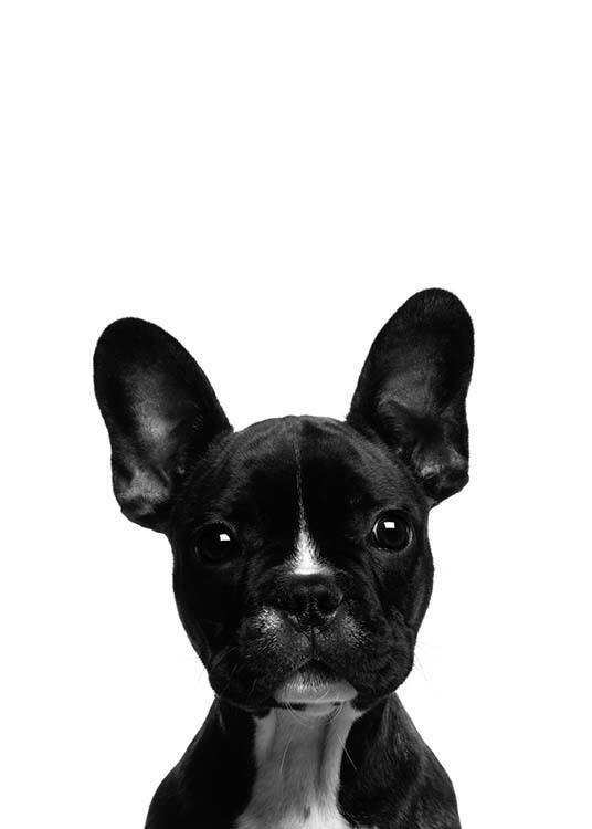  - Modernes Tierposter mit einer schwarzen französischen Bulldogge im Portrait und einem weißen Hintergrund.