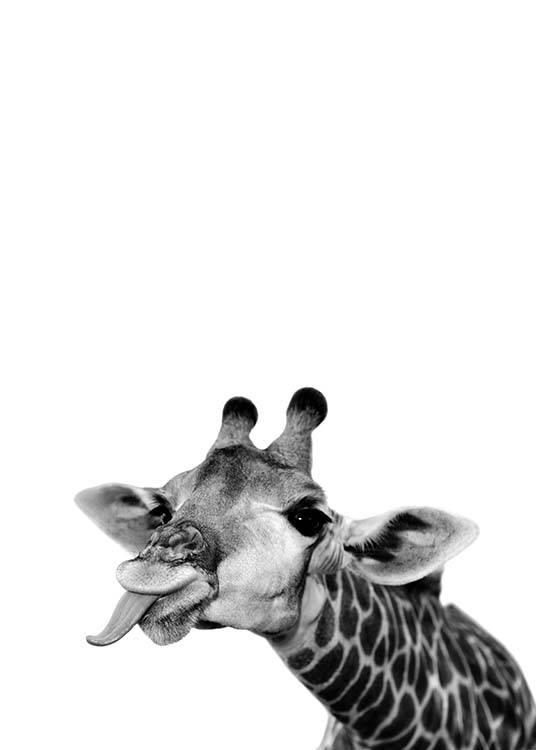 – Fotografie in Schwarz-weiß von einer Giraffe, die ihre Zunge herausstreckt