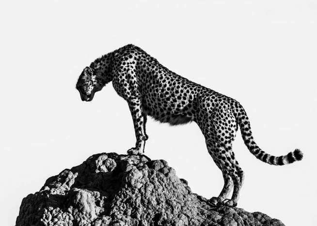 Hunting Cheetah Poster / Schwarz-Weiß bei Desenio AB (2672)