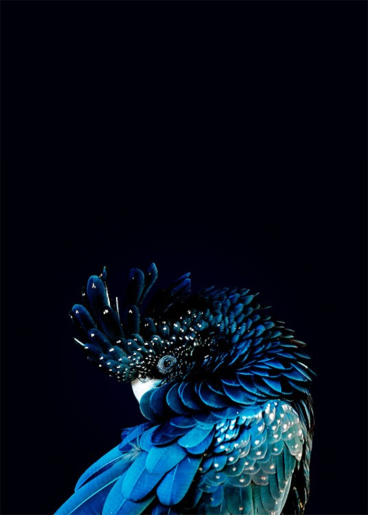 Blue Cockatoo Poster / Fotografien bei Desenio AB (2730)
