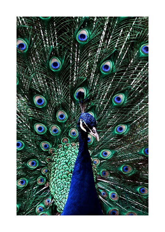 Peacock Poster / Fotografien bei Desenio AB (2733)