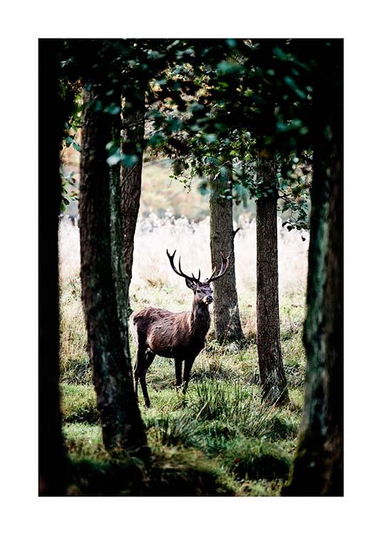 Stag In Forest Poster / Naturmotive bei Desenio AB (2743)